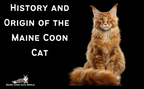 coon traduction|origin of the term coon.